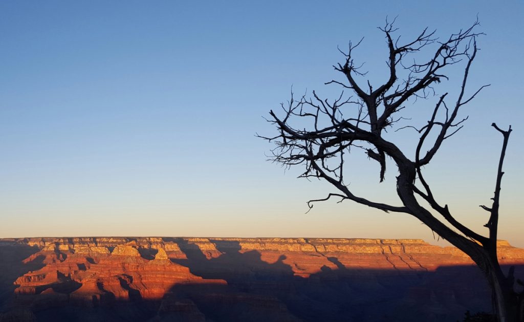 Tree overhaning grand canyon