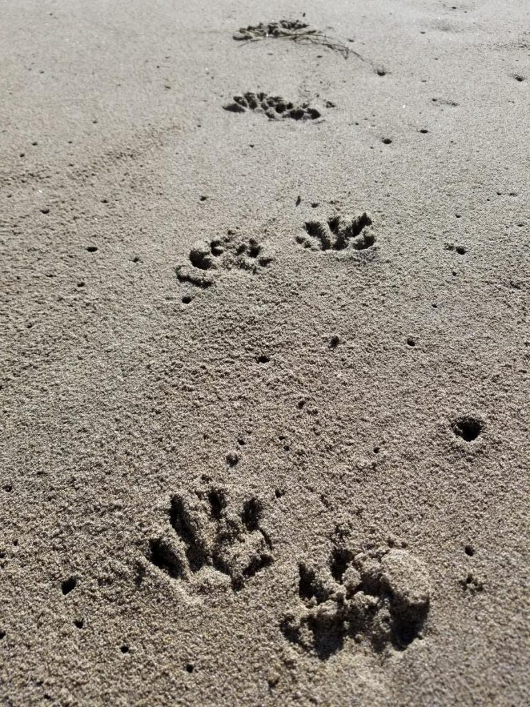 Animal tracks in sand