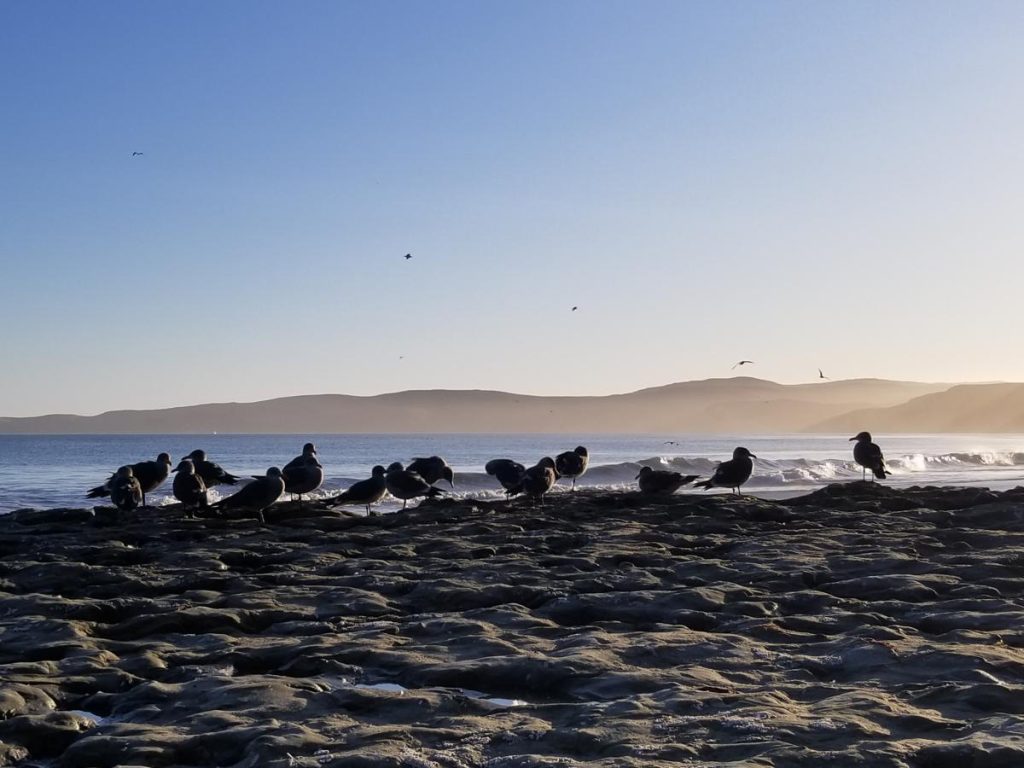 Birds on beach sand