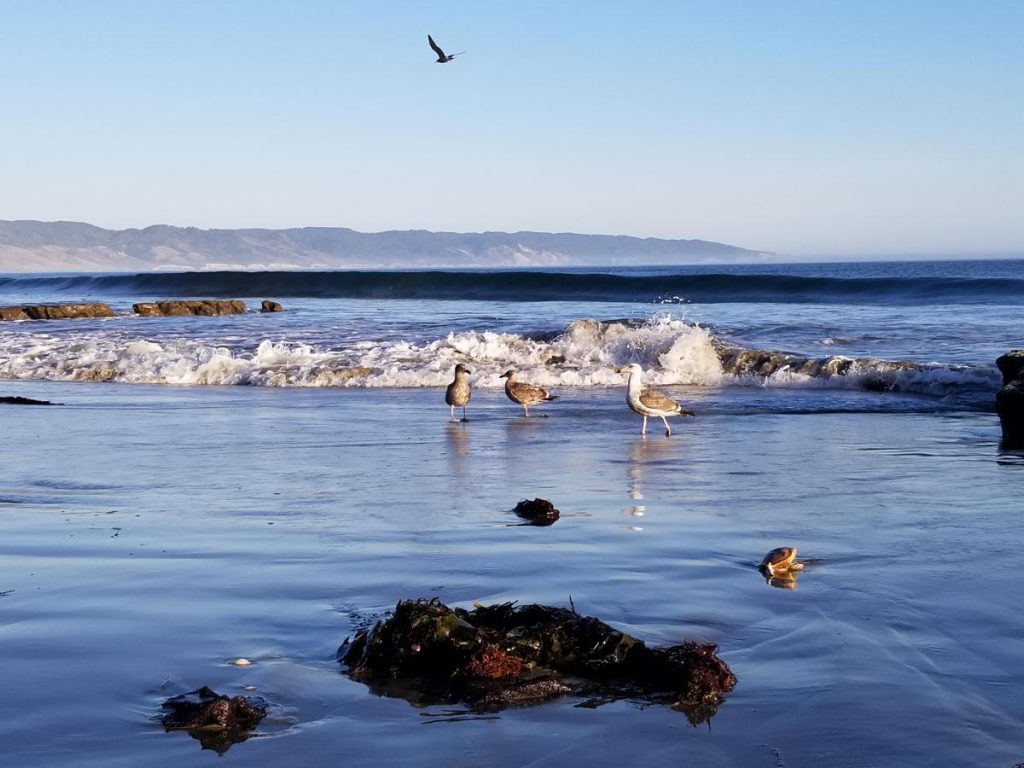 Birds in beach surf