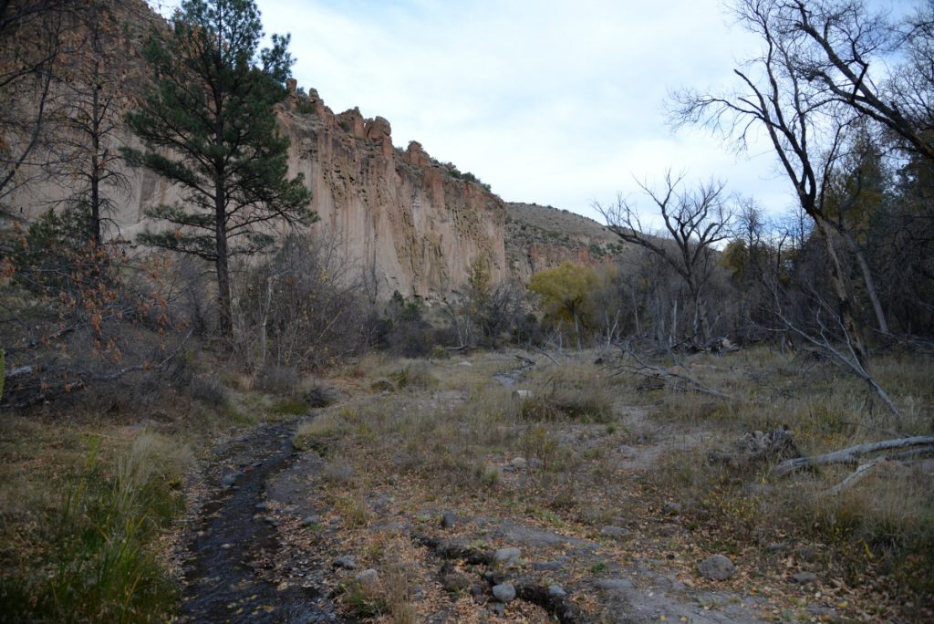 Image of canyon and trees