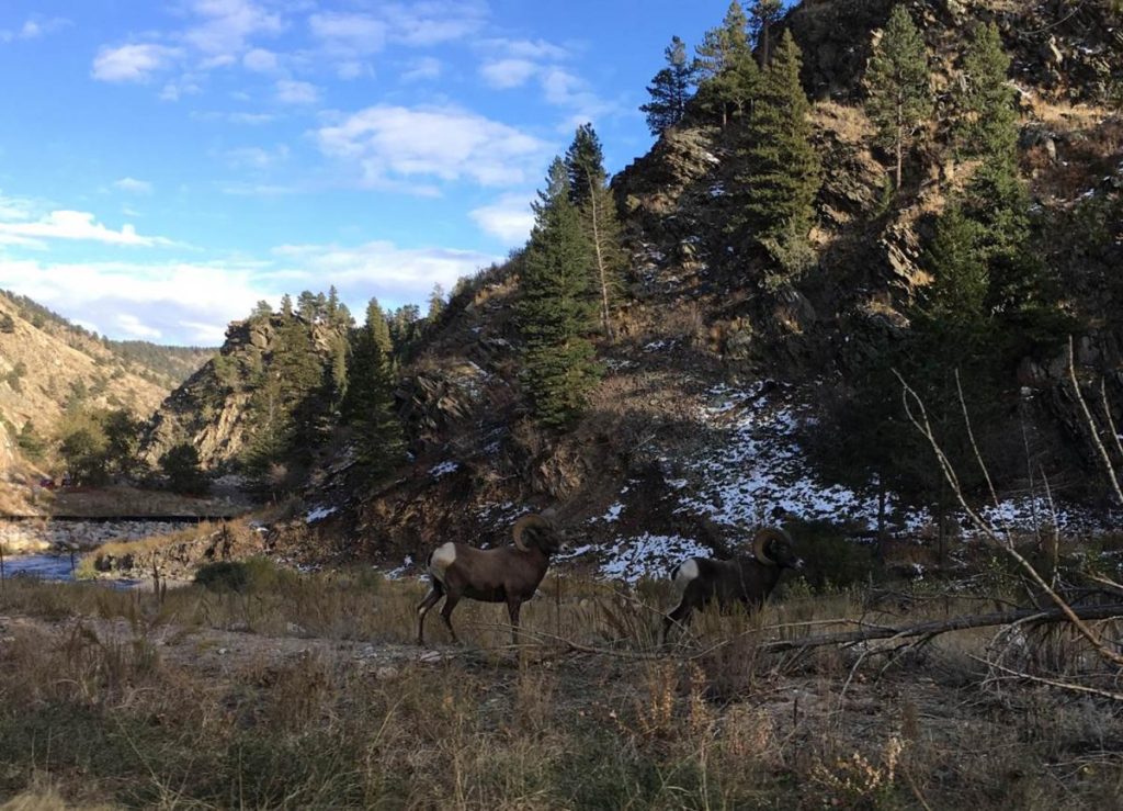 elk in open grassy area